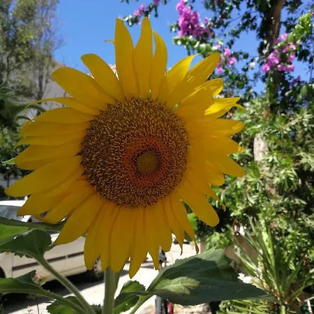 Andrijasevic 마카르스카